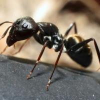 Front Line Ant Control Melbourne image 2